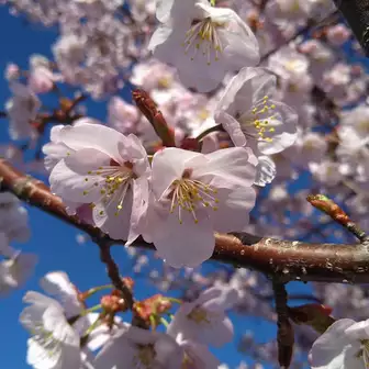 迎えてくれた満開の桜🌸