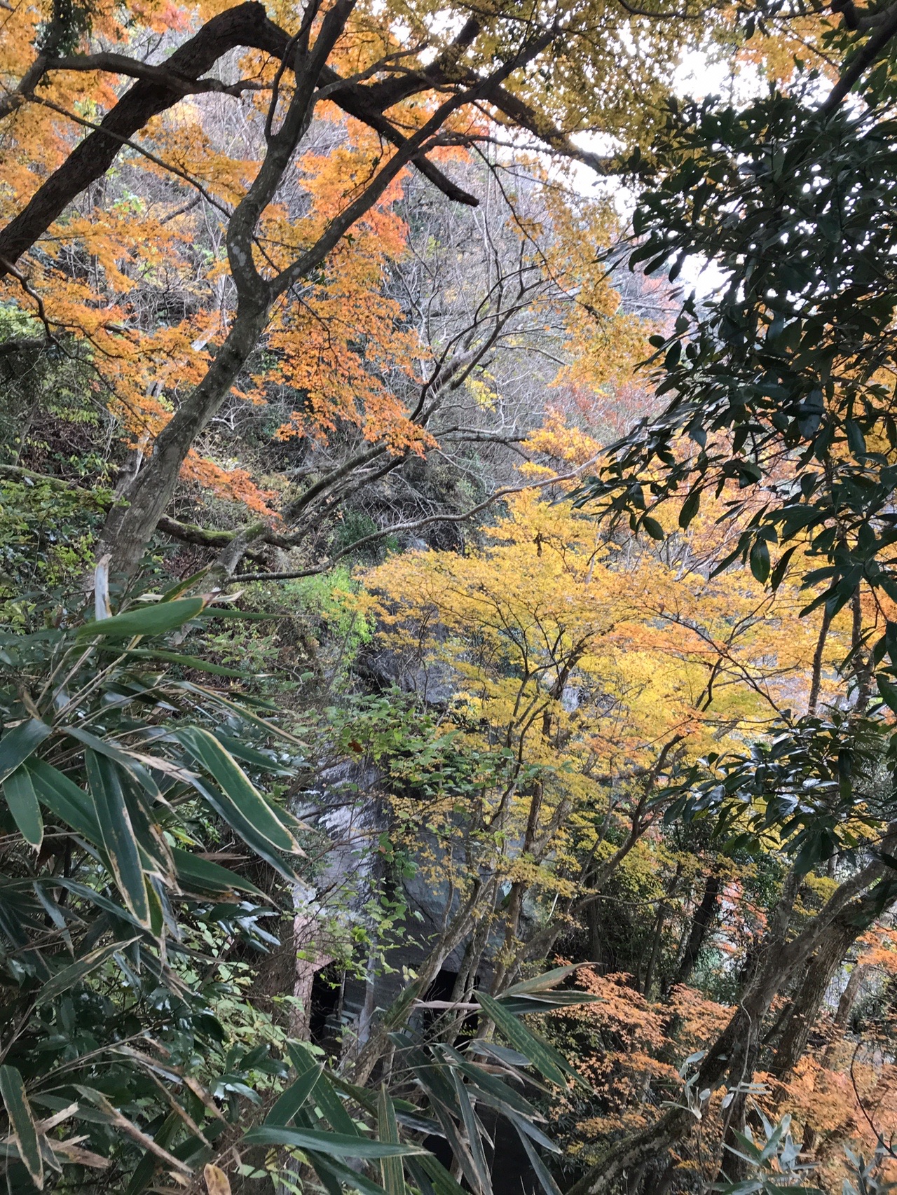 紅葉の鋸山 Yokoさんの鋸山 千葉県 の活動データ Yamap ヤマップ