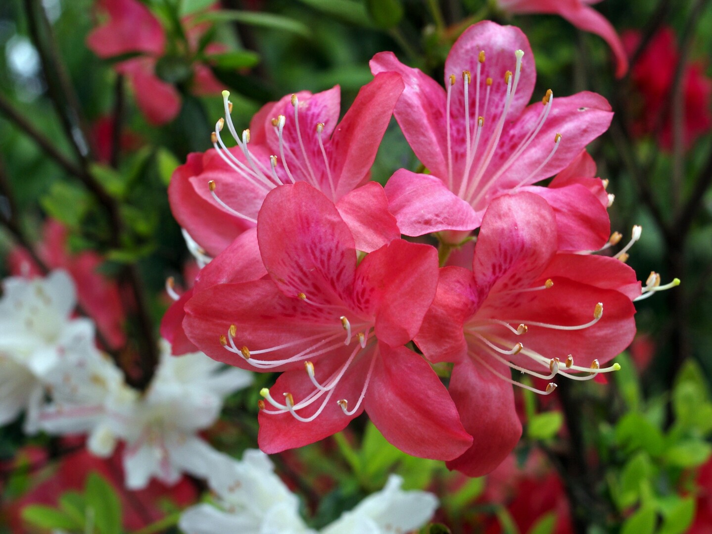大津つつじ園 長崎県大村市 入園料が６０ 花遊便さんのモーメント Yamap ヤマップ