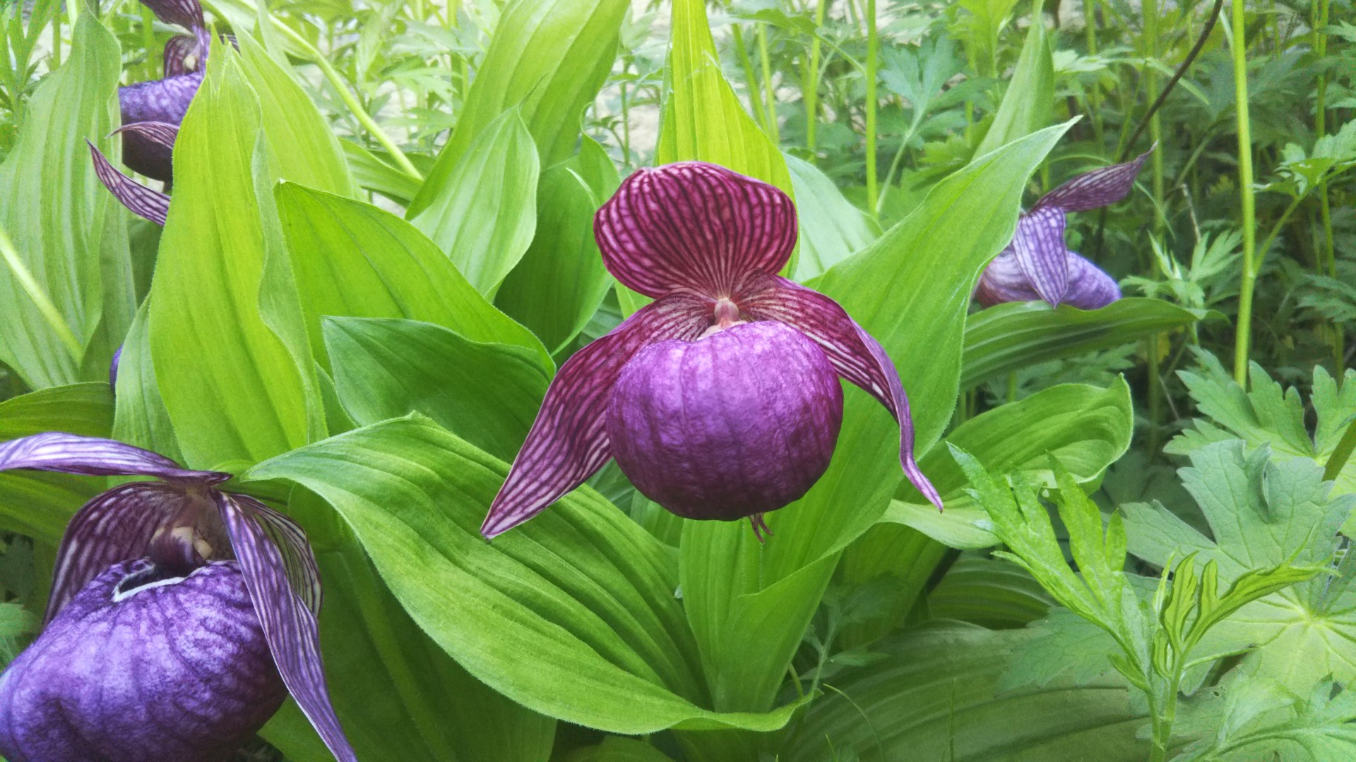 白いレブンアツモリソウ(礼文島岬めぐりコ / スガピーさんの