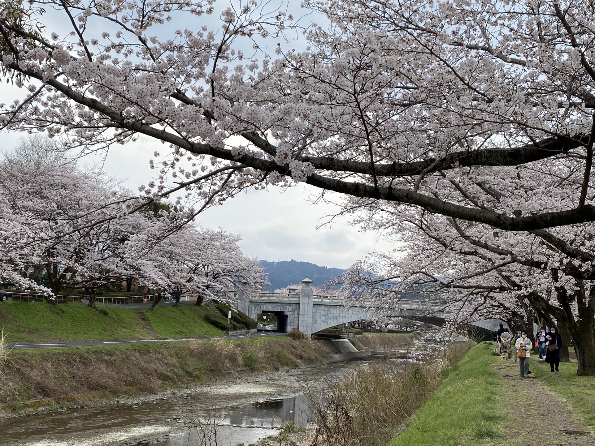 南浅川土手の桜と高尾の枝垂れ桜 Manmaruさんの八王子市の活動データ Yamap ヤマップ