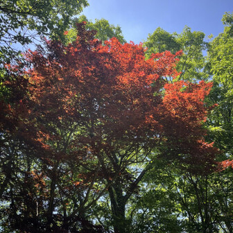 五井山・宮路山・御堂山 この木だけ真っ赤🍁