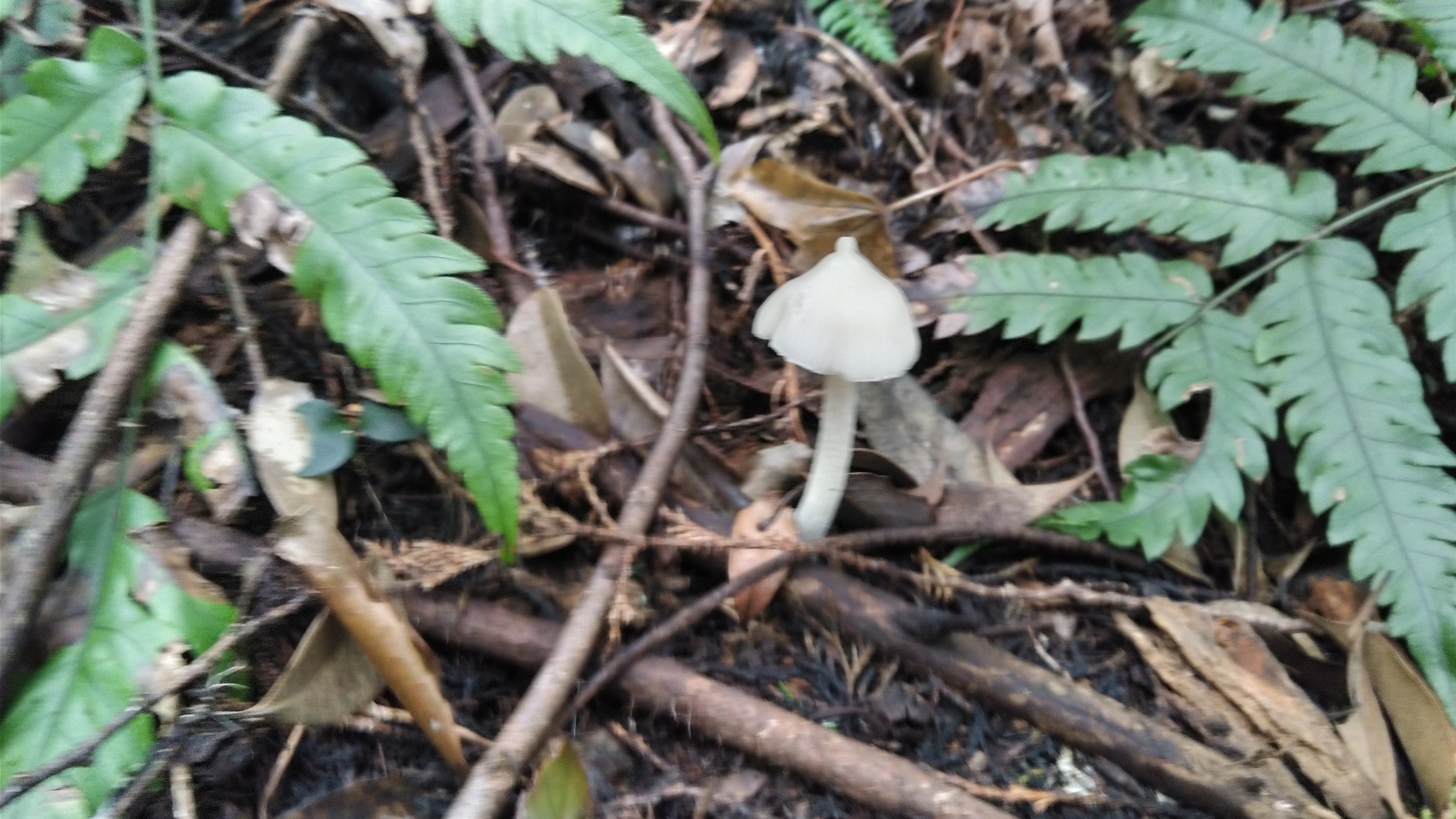 許斐山 千歩山 尾立山をひとあるき がいがいさんの許斐山の活動データ Yamap ヤマップ