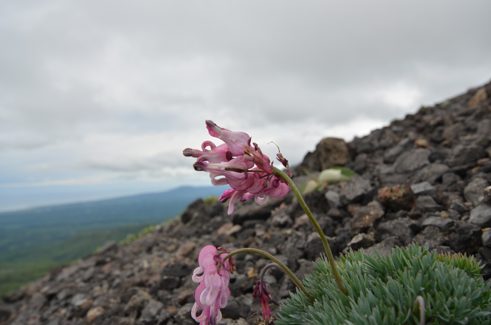 樽前山のコマクサの様子を見に Zakkamanさんの樽前山 風不死岳の活動日記 Yamap ヤマップ
