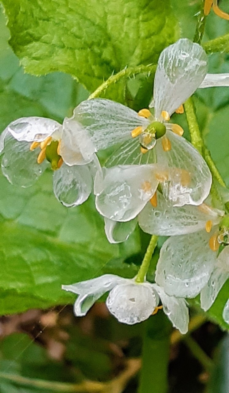 スケルトンフラワー(サンカヨウ)を見つけに…苗場山 / zukoさんの苗場山