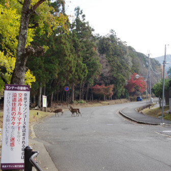 若草山・芳山・高円山 例年だったら走りに来るコースなんだけど🤔今日は歩きで🚶