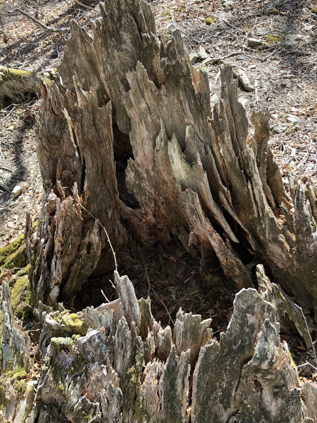 山犬段 板取山 19 05 02 Sho 1さんの板取山 沢口山の活動日記 Yamap ヤマップ