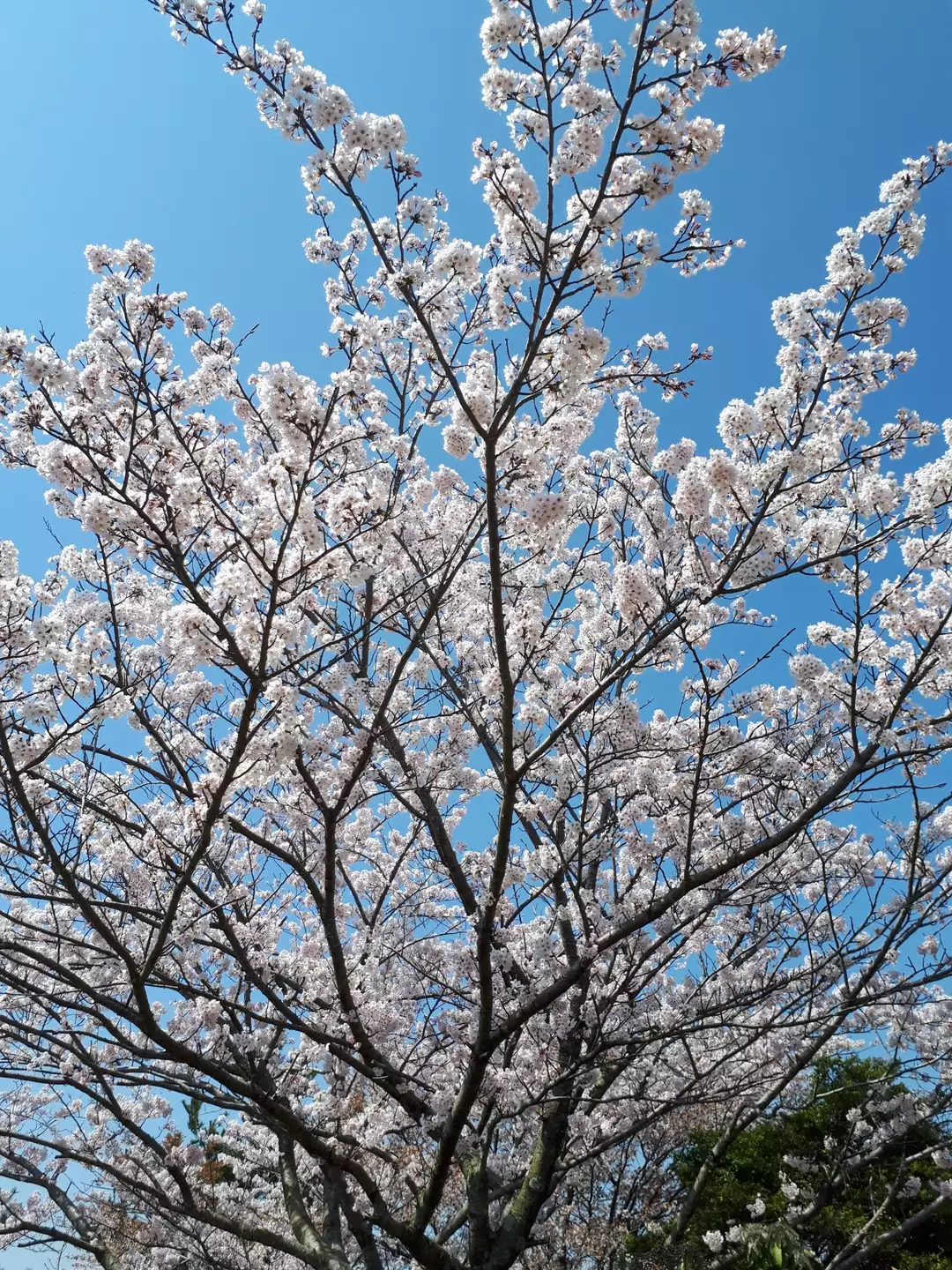 二上山 桜を見ながらの山登り ひまわり さんの金剛山 二上山 大和葛城山の活動データ Yamap ヤマップ