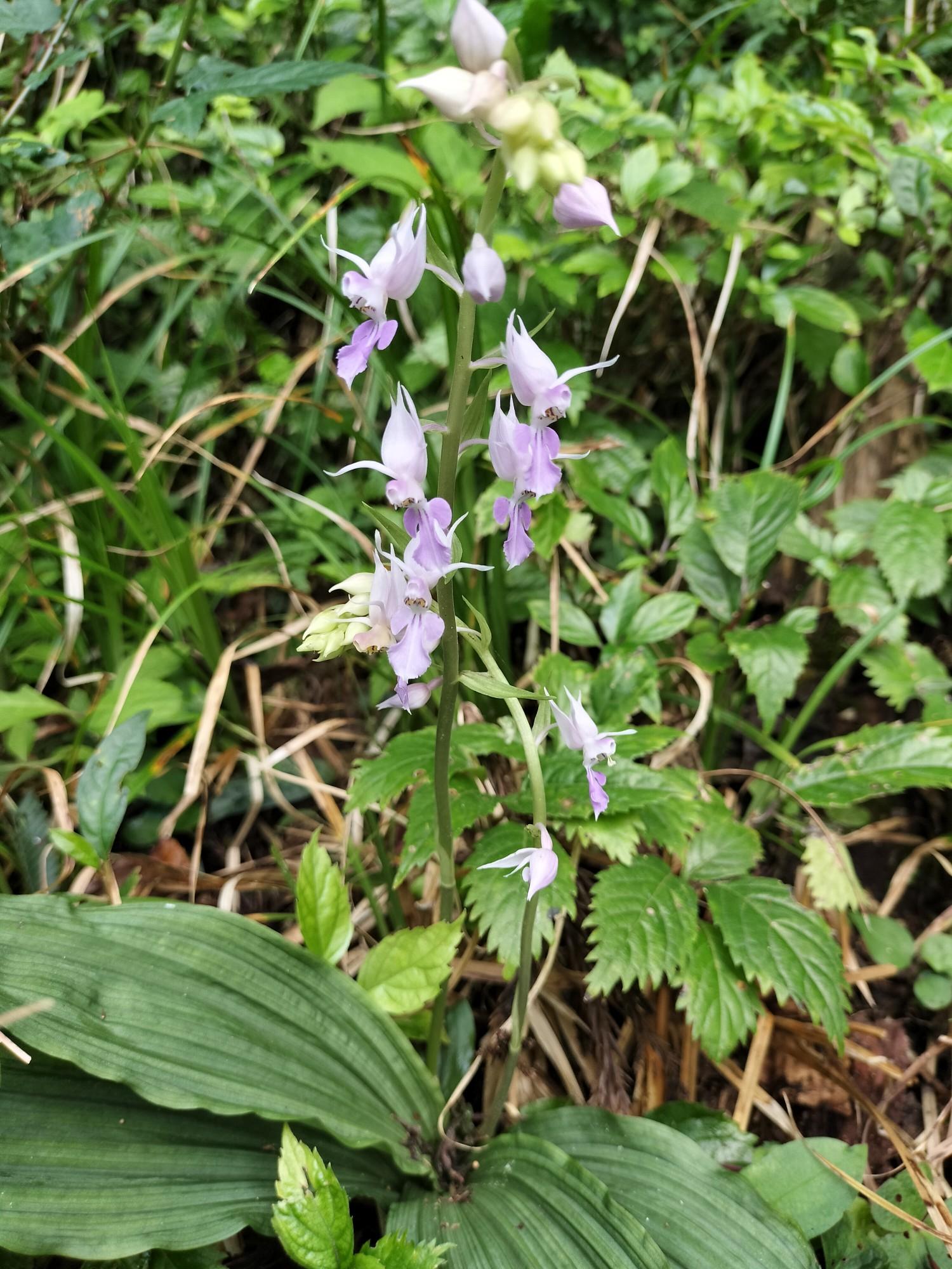野坂岳 / inojunさんの野坂岳の活動データ | YAMAP / ヤマップ