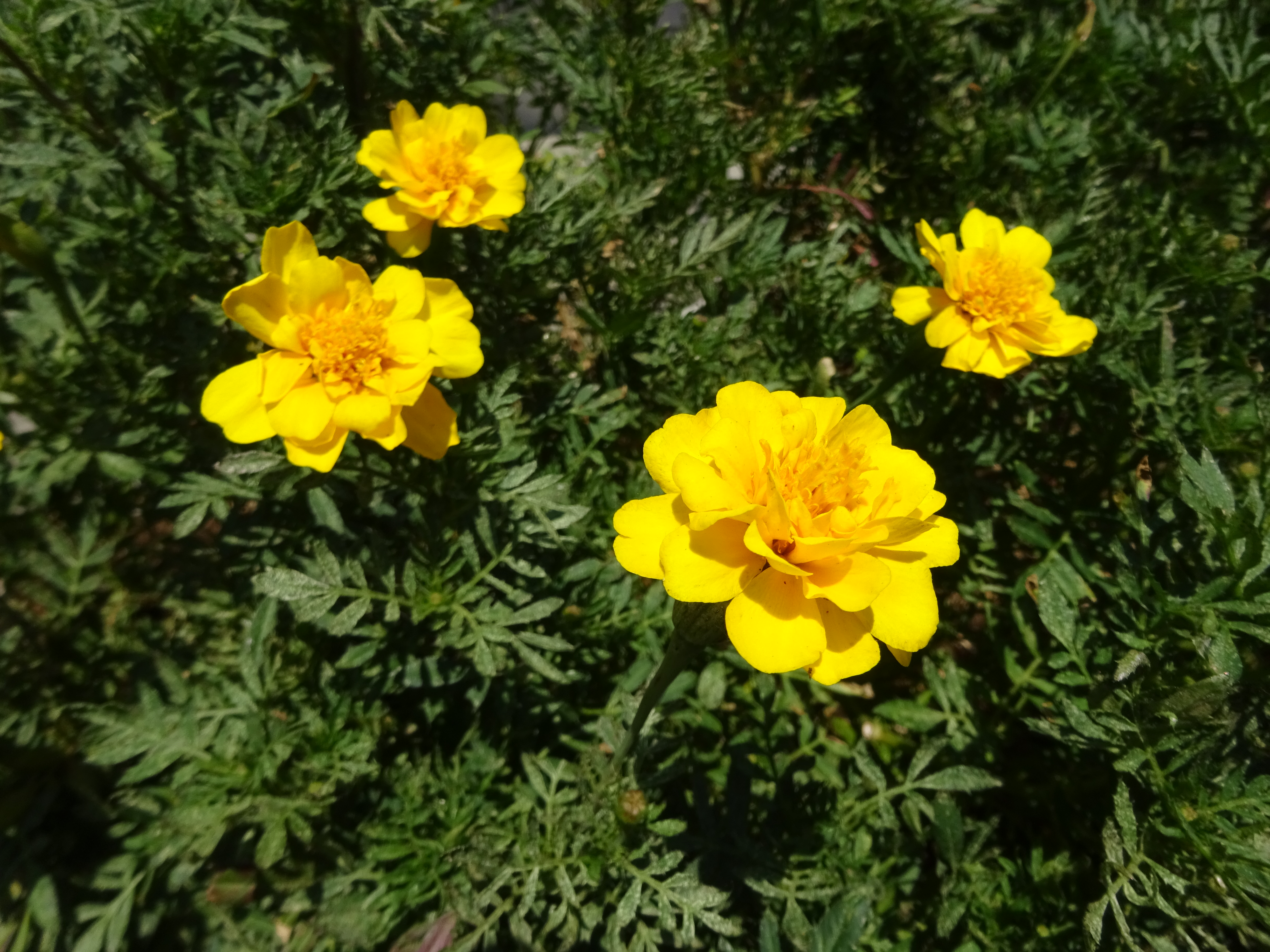 緑ヶ丘霊園 緑化センターへ ずおずおむさんの国分寺市の活動日記 Yamap ヤマップ