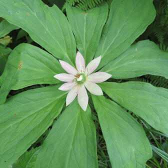 はっちゃんさん