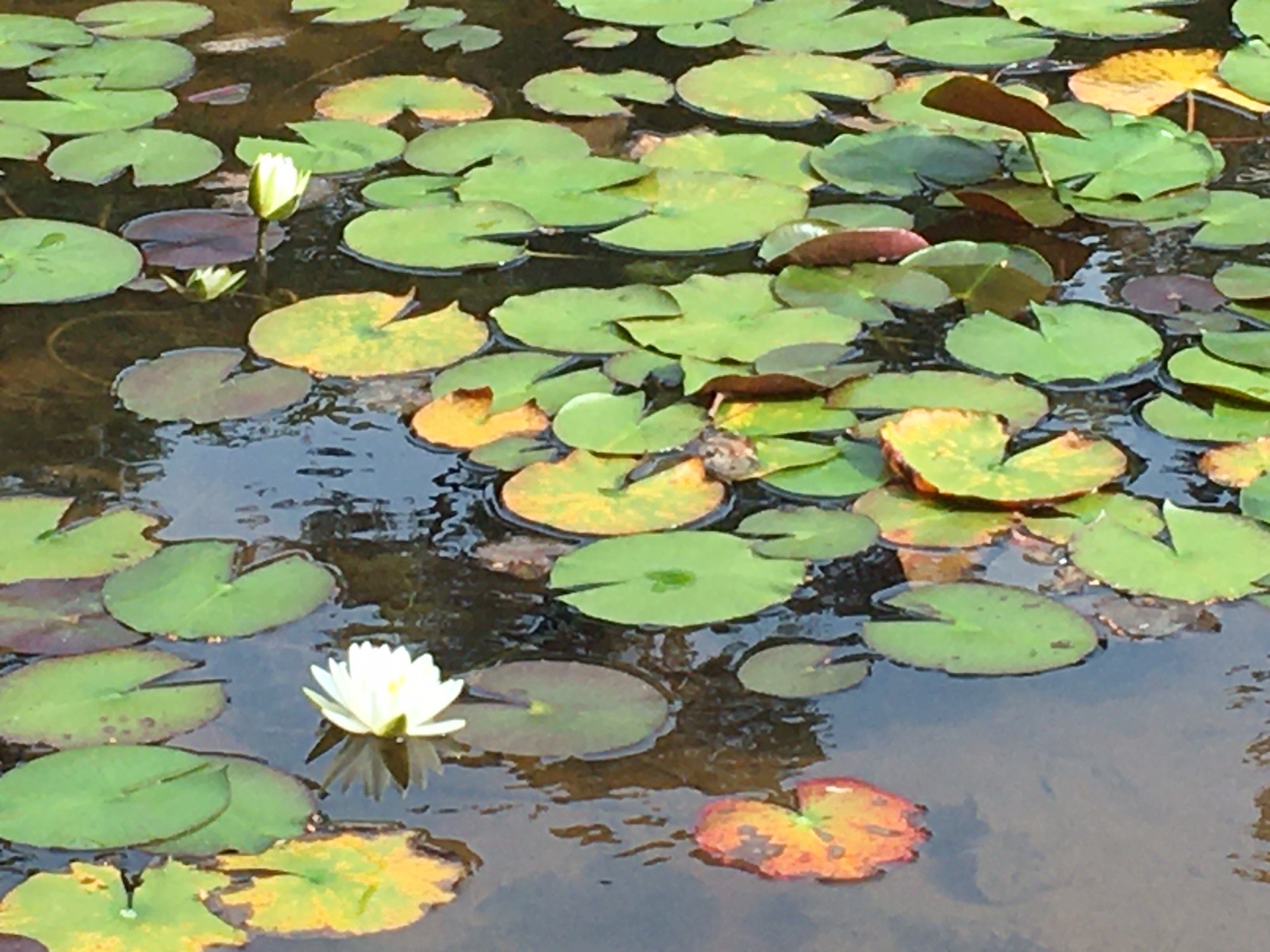 睡蓮の葉の裏が赤かった Narahana9さんの六甲山 長峰山 摩耶山の活動データ Yamap ヤマップ