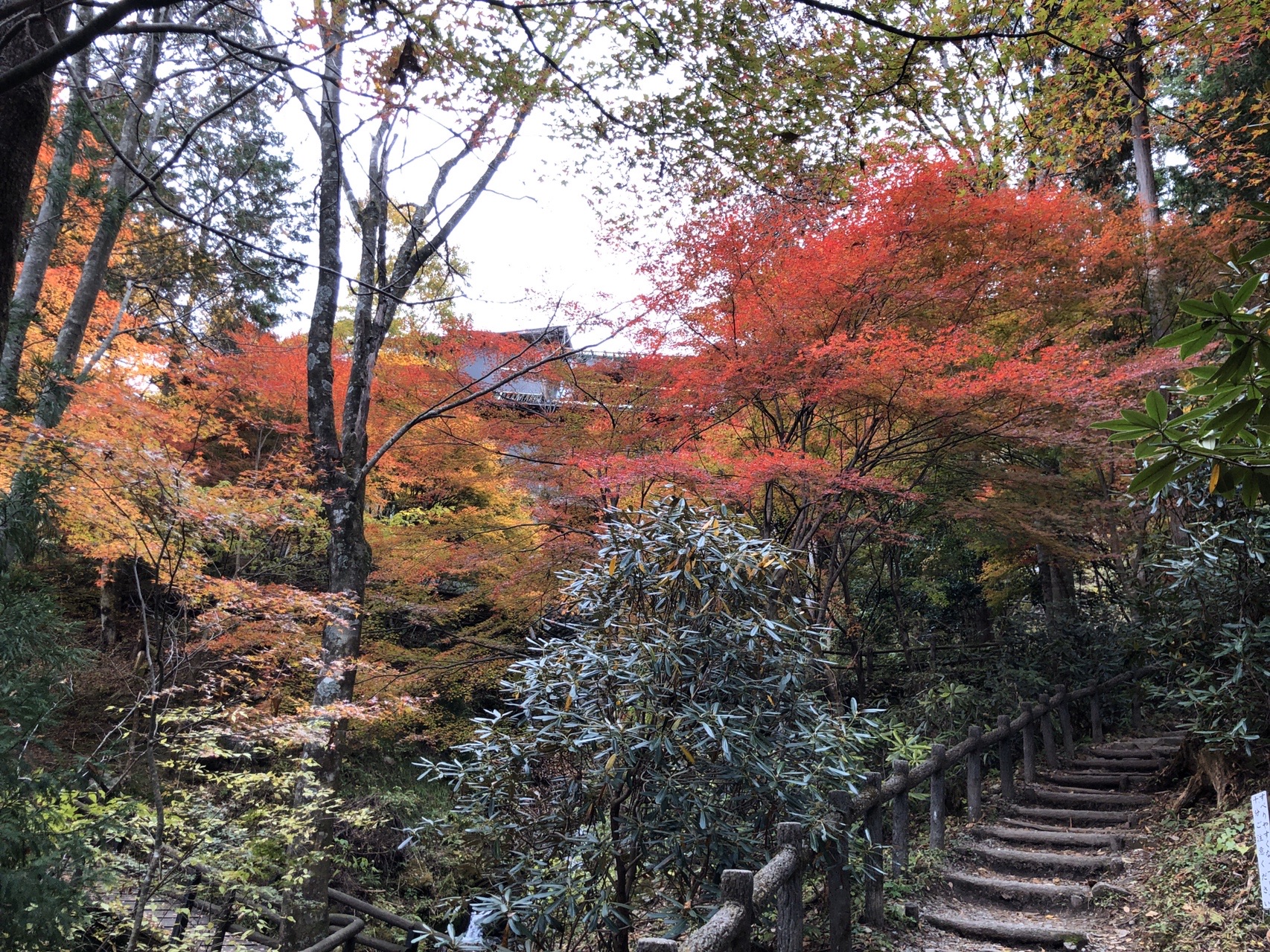 付知峡 紅葉ハイキング Shintaroさんの奥三界岳 夕森山の活動データ Yamap ヤマップ