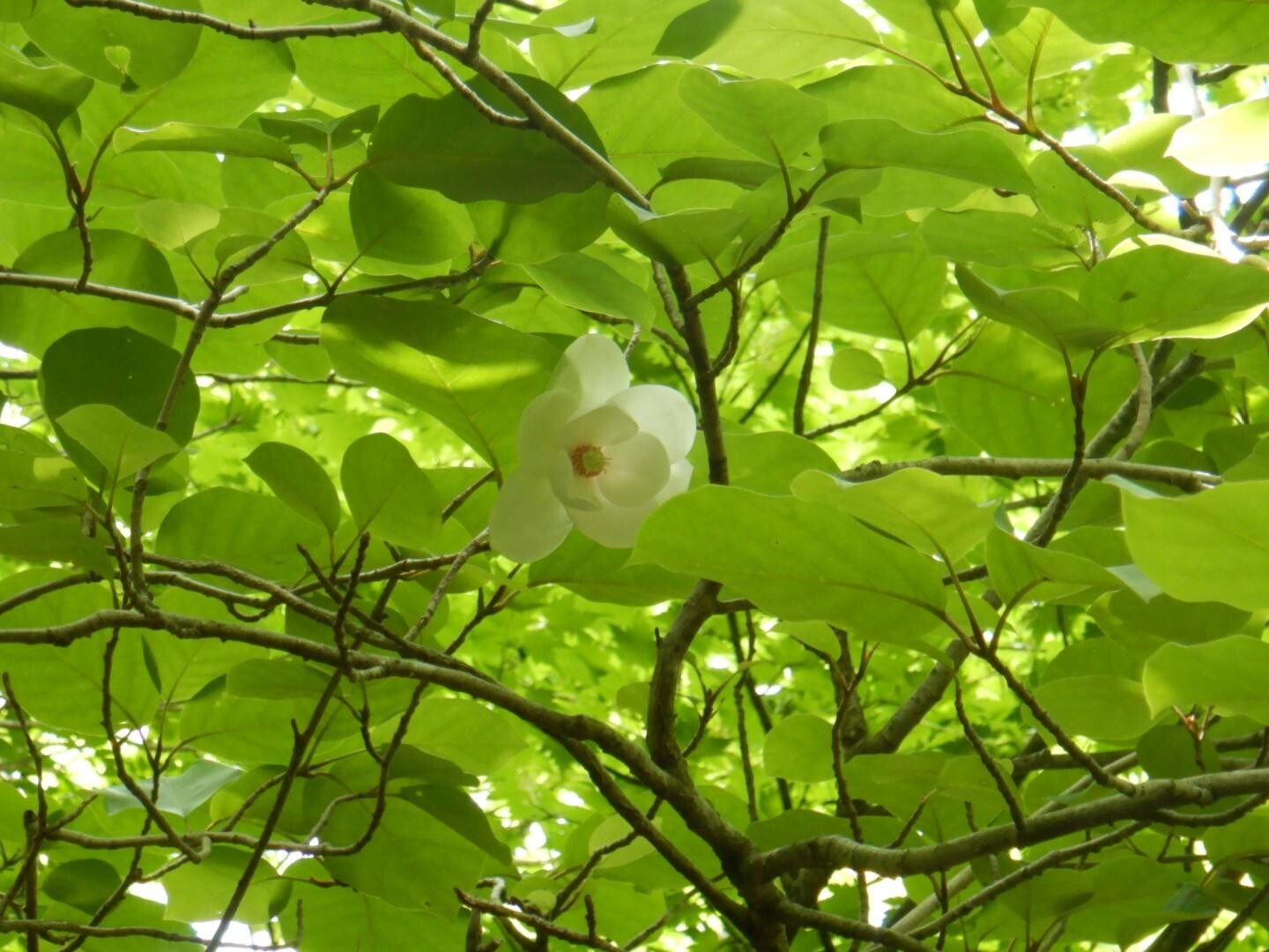 オオヤマレンゲ。 / まゆみさんの涌蓋山・猟師山の活動データ YAMAP / ヤマップ
