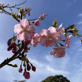 小牧山 桜