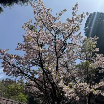 桜🌸が満開