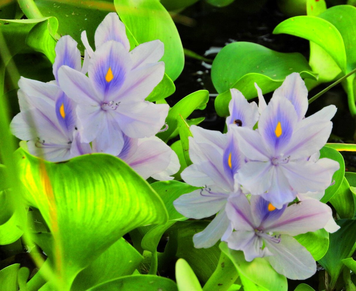 職場近くのクリークに咲く浮き草の花 ホテ すながねさんのモーメント Yamap ヤマップ