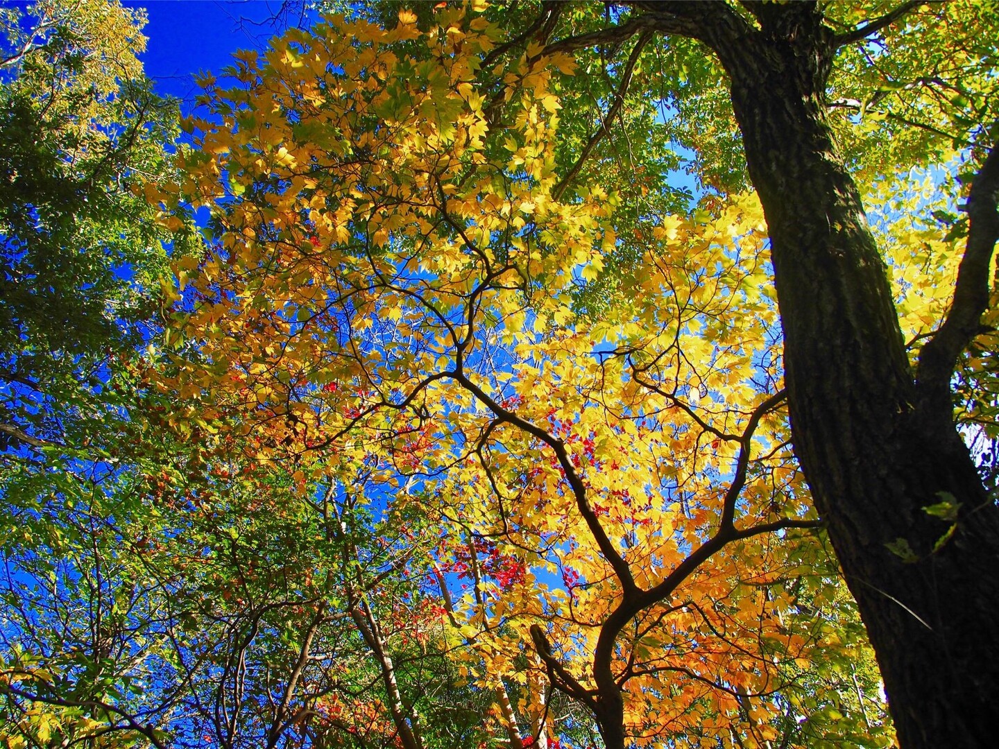 池田山 / shouichiさんの池田山の活動データ YAMAP / ヤマップ