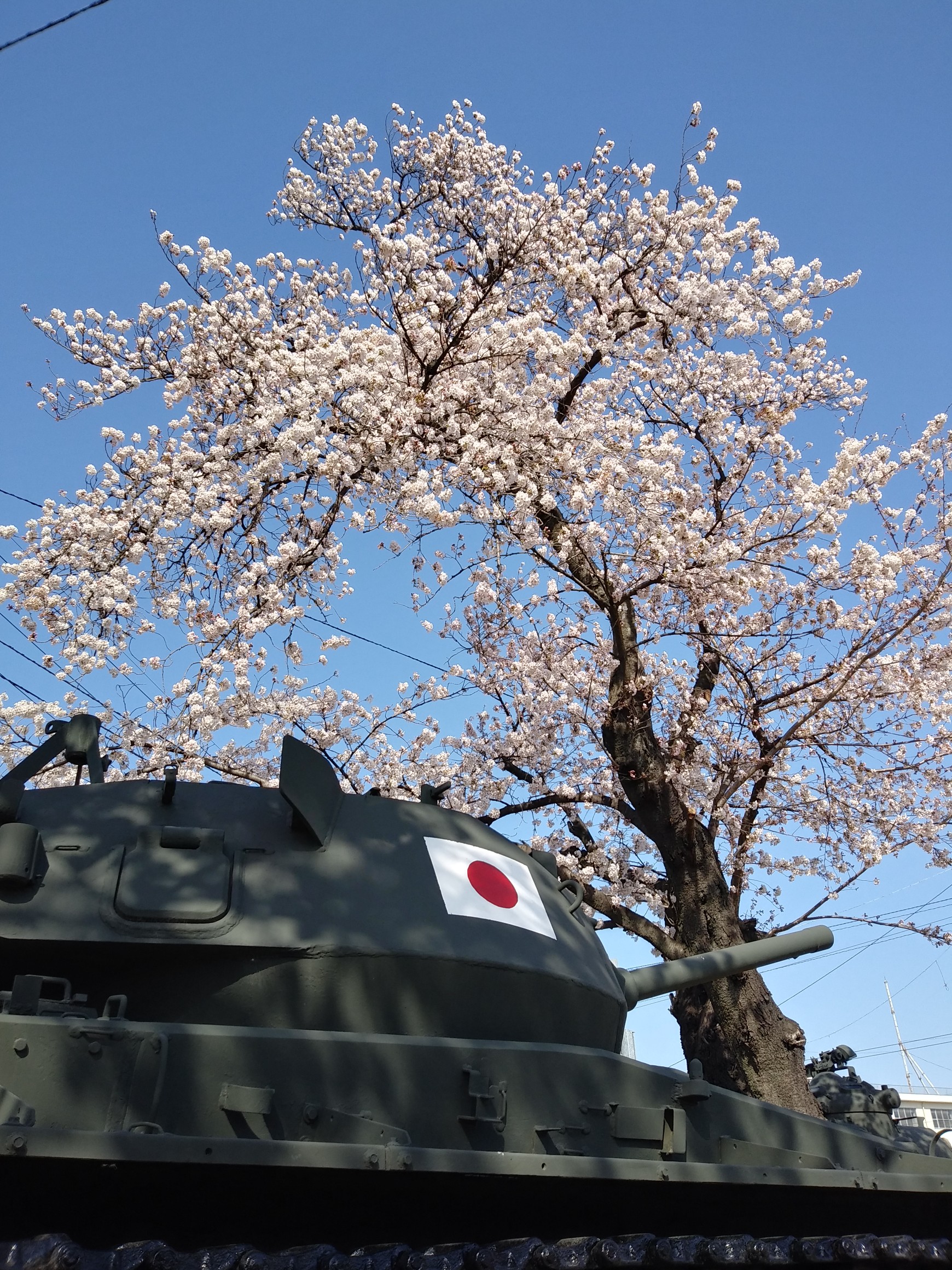 しんまち桜まつり 陸上自衛隊新町駐屯地 ハルさんの高崎市の活動データ Yamap ヤマップ