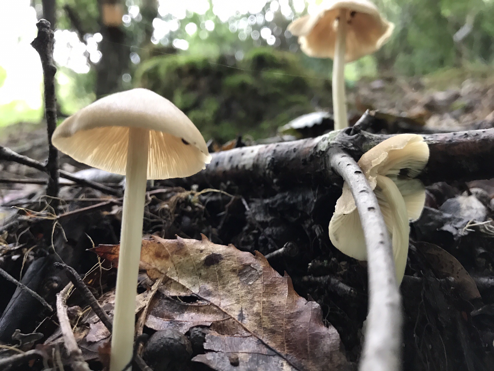 谷上山 愛媛森林公園 きのこ探訪 19 08 25 元気うさぎさんの谷上山の活動データ Yamap ヤマップ