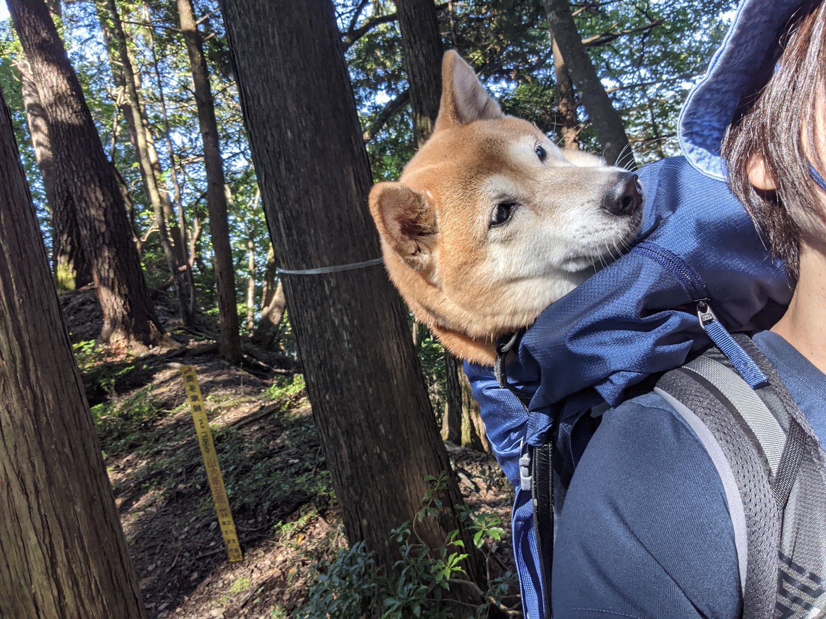 お勧め出来ない 大岳山 の登山道とザック犬 ケチ子さんの大岳山 御岳山 御前山の活動データ Yamap ヤマップ