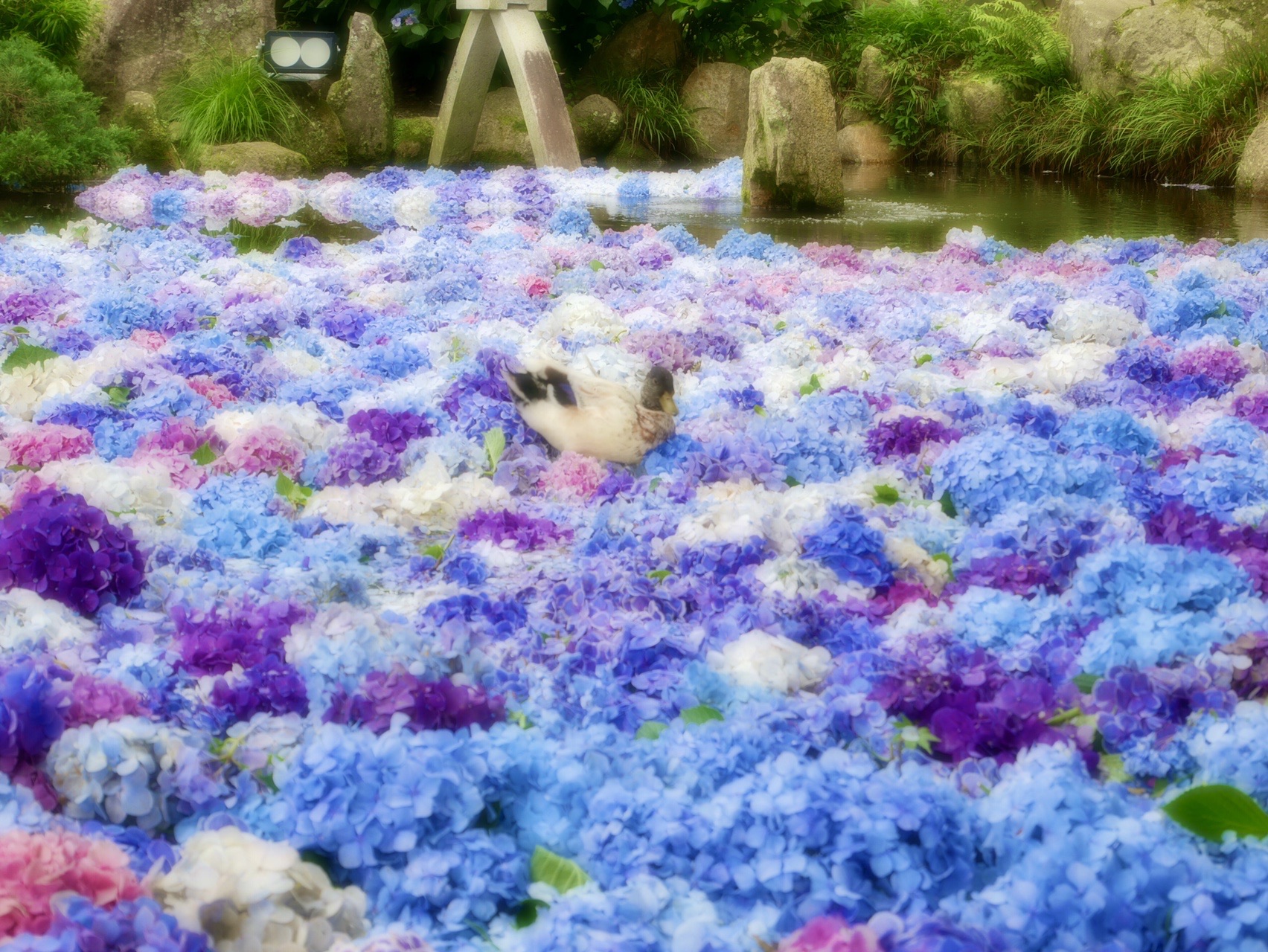 雨引観音 紫陽花水中花のアイドル探し 三人息子のママさんの加波山 吾国山 難台山の活動日記 Yamap ヤマップ