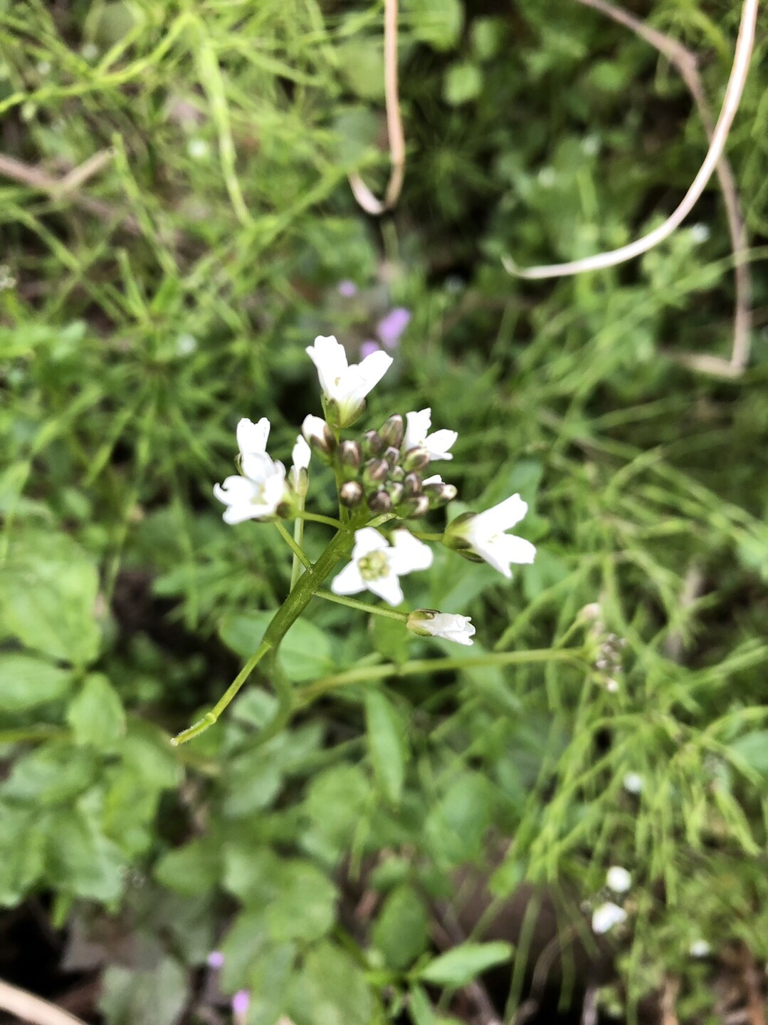 福寿草からカタクリへ 赤祖父山 高清水山 高落場山 八乙女山の写真50枚目 葉っぱが クレソン似の花 ちょっと食べて Yamap ヤマップ