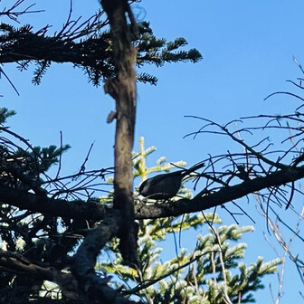 パッと名前がわかるようになりたい🐤😊