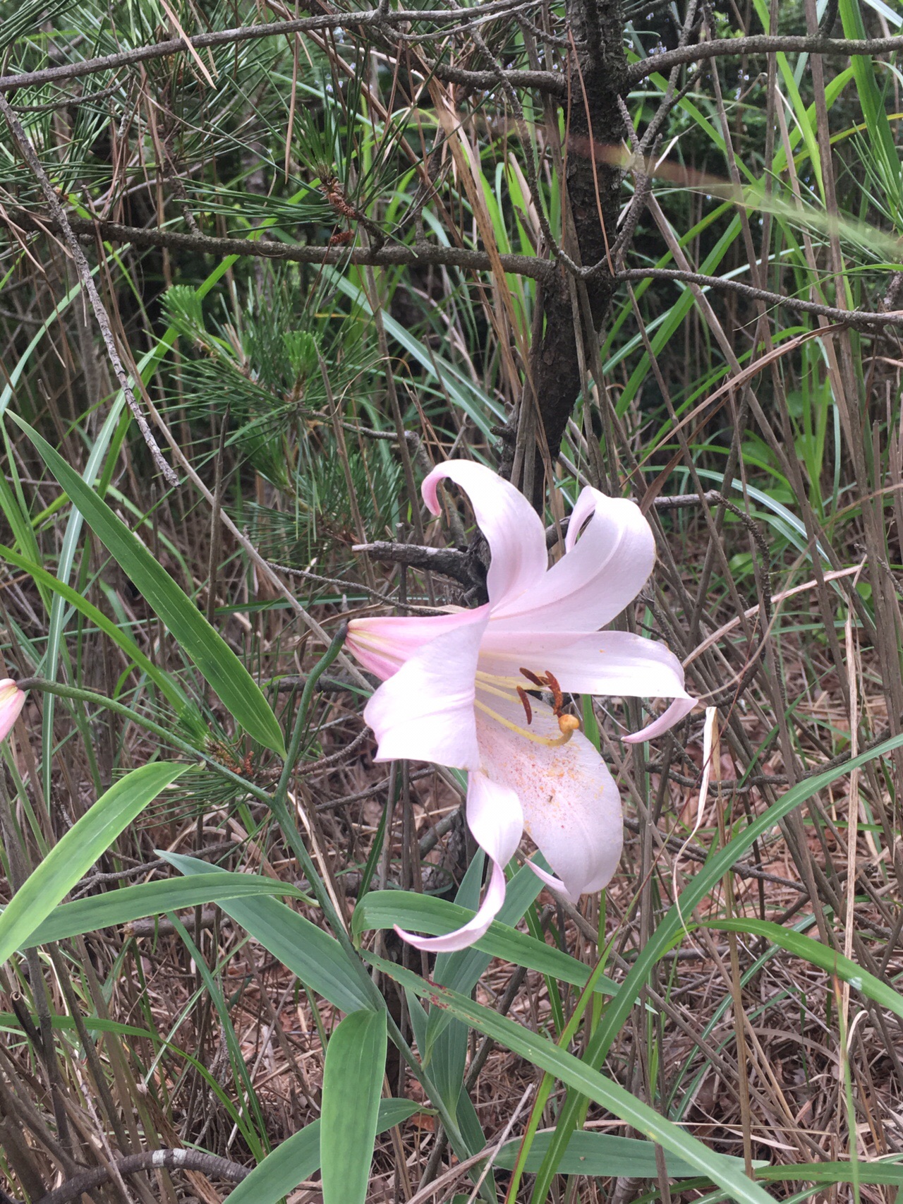 中山 五月山 待兼山 のんさんの中山 兵庫県 大峰山の活動日記 Yamap ヤマップ