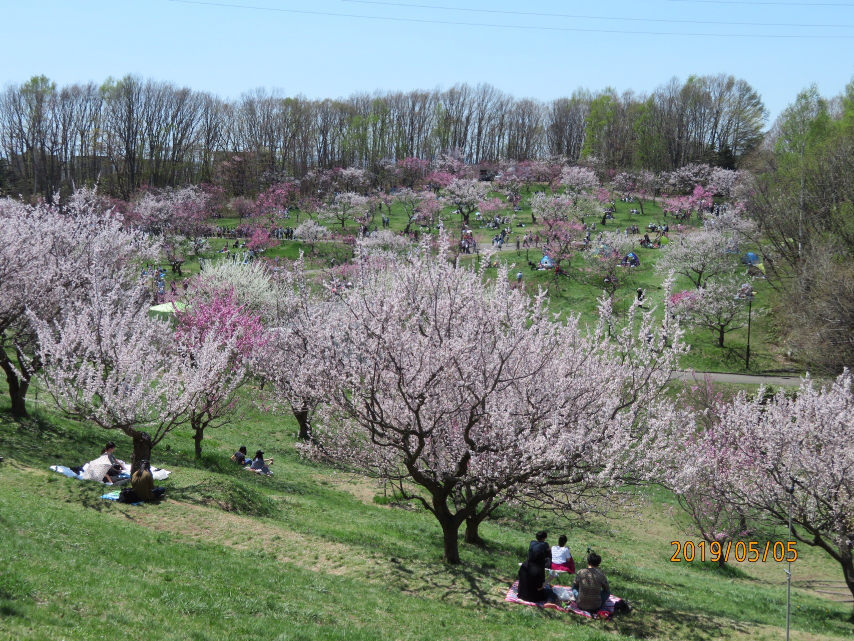 藻岩山 平岡梅林公園へ 19 05 05 ゆっぴー さんの藻岩山の活動データ Yamap ヤマップ