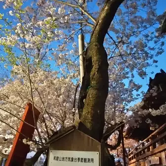 和歌山県の桜の標本木