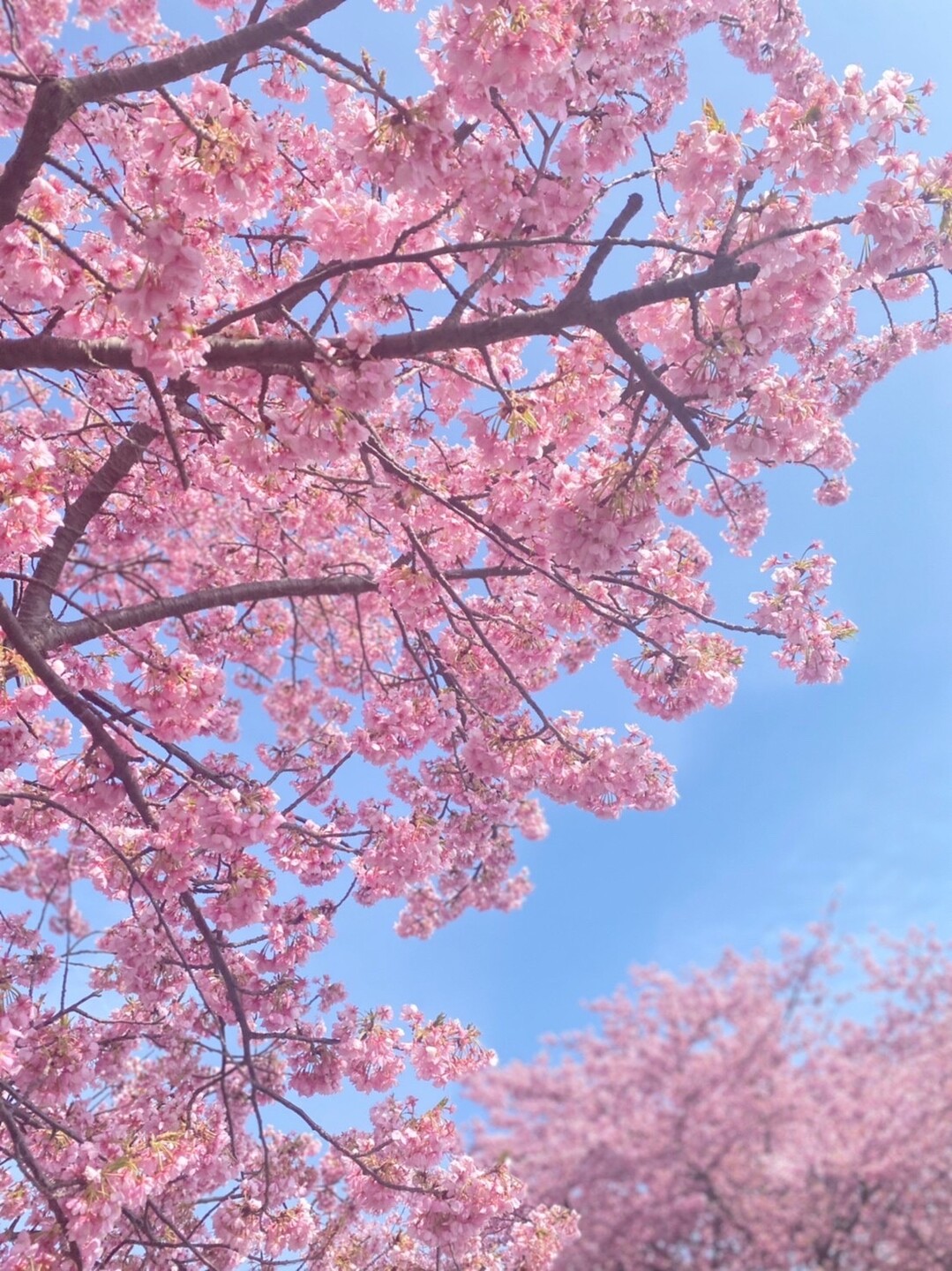 河津桜 焼津市山の手 が満開 だよ 雨 かぎしっぽさんのモーメント Yamap ヤマップ