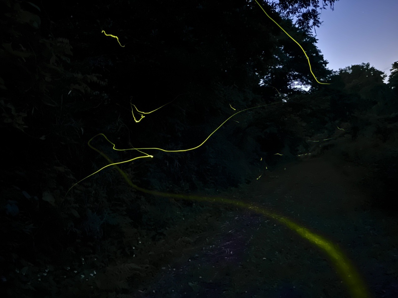 Iphone12pro ナイトモードでホタル撮影 なべさんの観光の活動データ Yamap ヤマップ