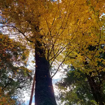 境内の銀杏の巨木🍂終盤の黄色🍂🍂