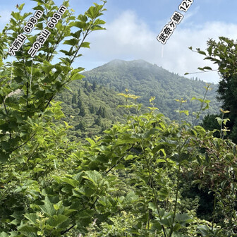 御殿山からの武奈ヶ岳