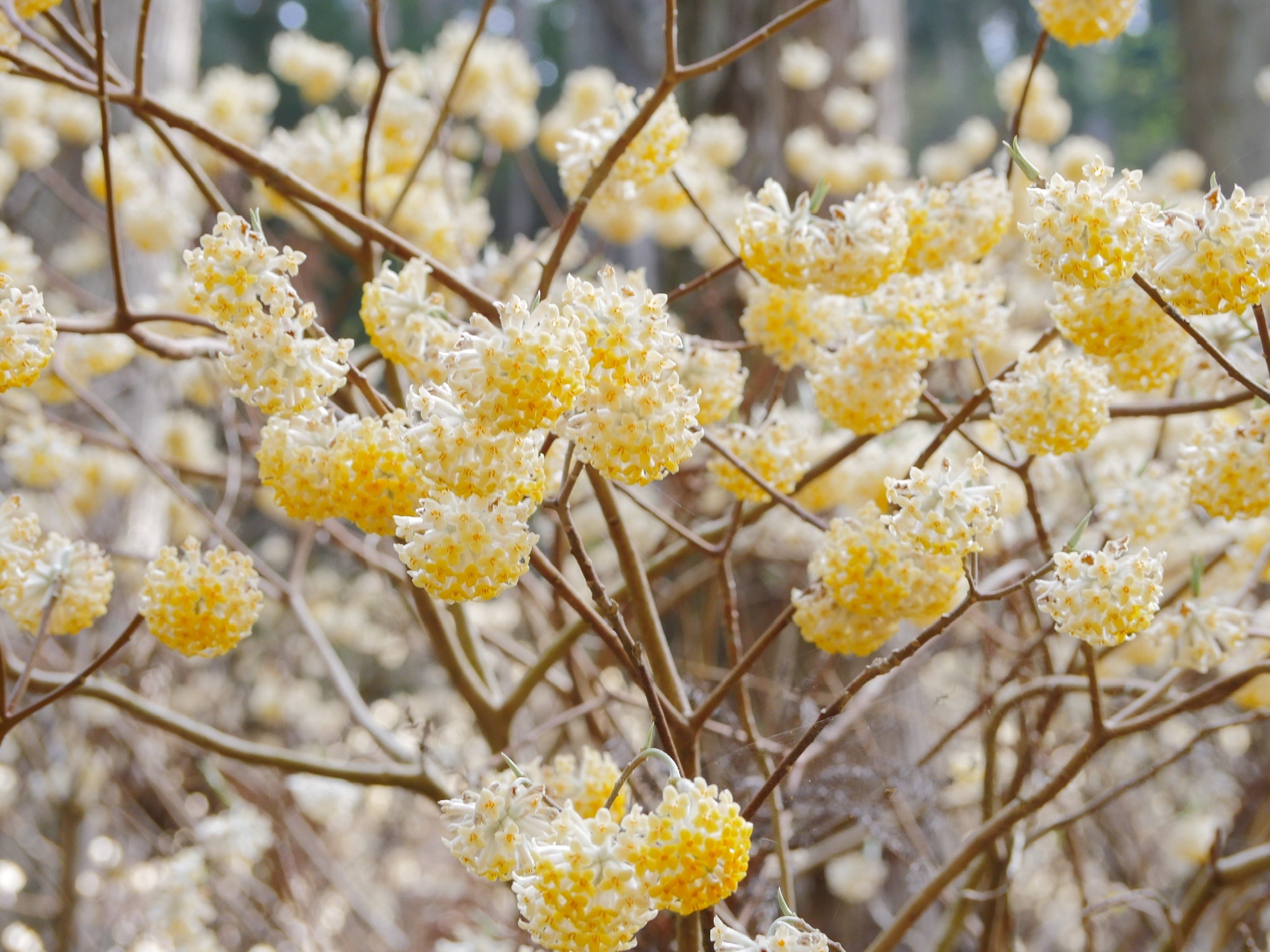 ミツマタの甘い香りを求めて Sotoasobi Lifeさんの焼森山 鶏足山の活動日記 Yamap ヤマップ