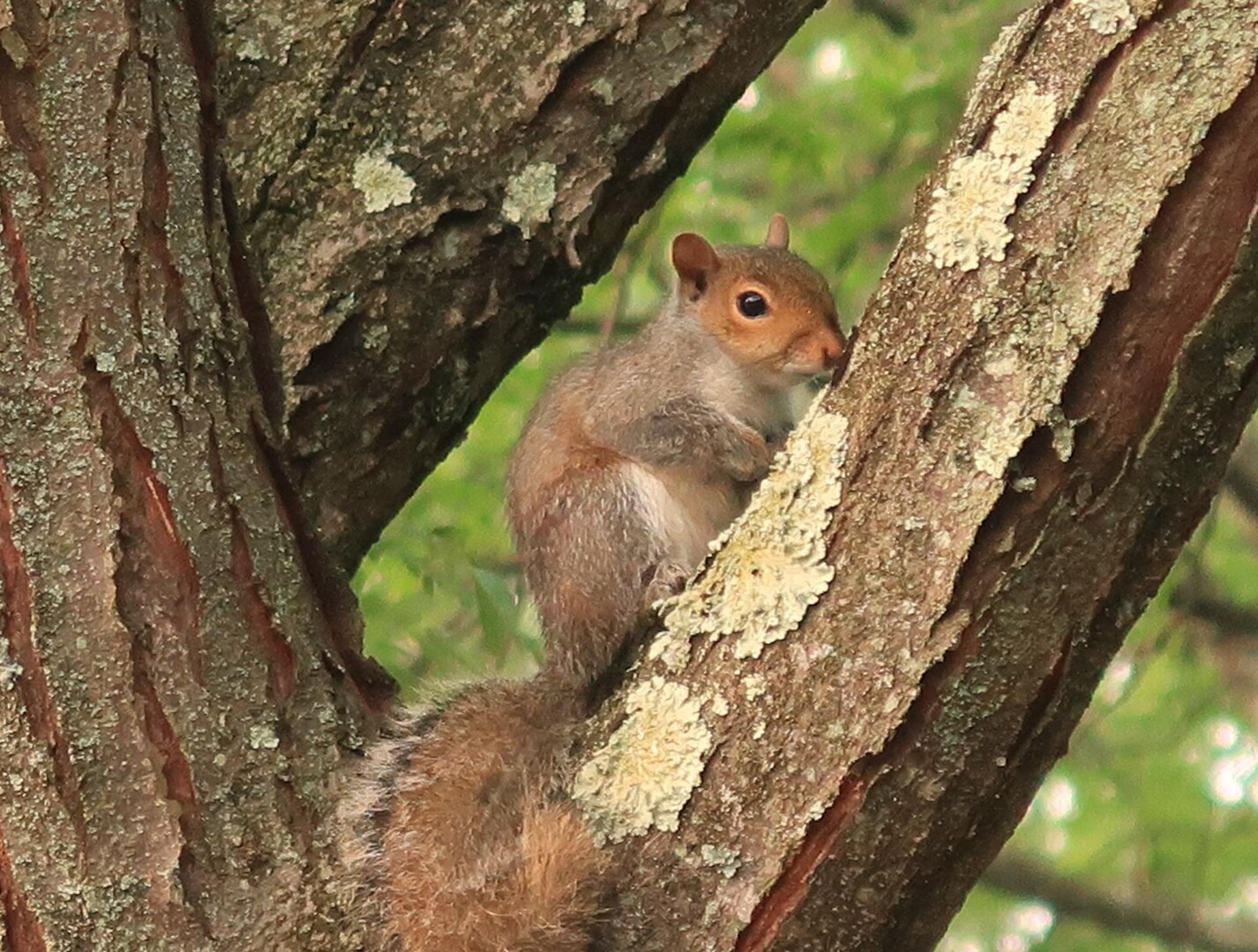 メリーランド州ロックビル2日目の朝 ランニング20230607 / やまちーさんのランニングの活動データ YAMAP / ヤマップ