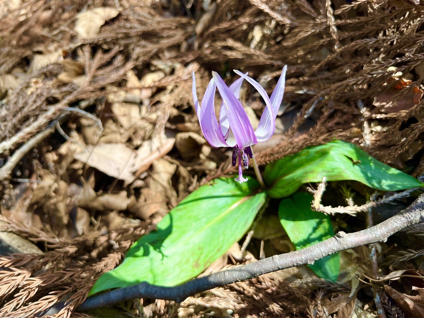 山笑ウ 花咲キ匂ウ 植物図鑑 関八州見晴台 是空さんの関八州見晴台の活動日記 Yamap ヤマップ