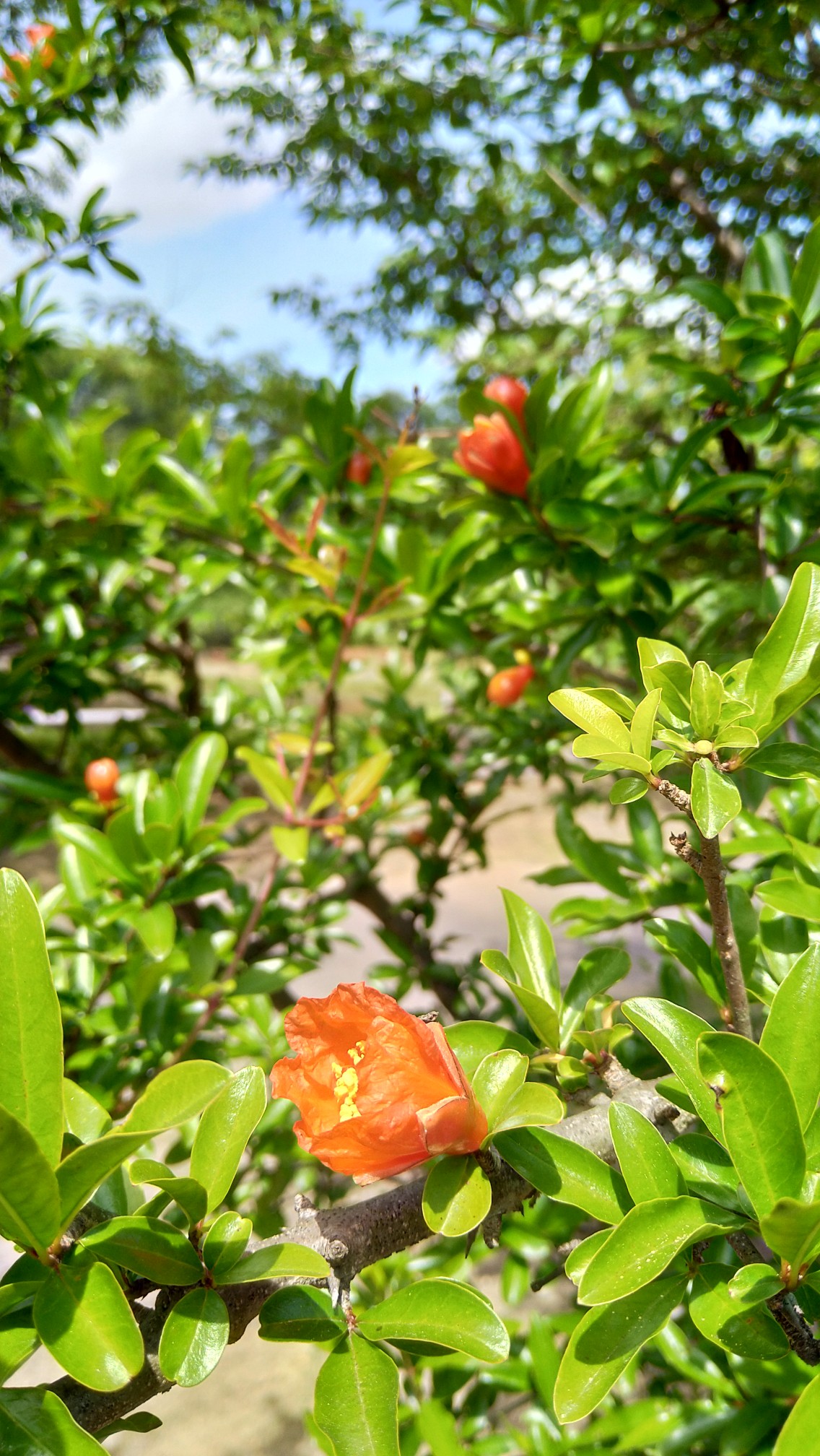 花を求めて春日井へ Tomatobasilさんの春日井三山 弥勒山 大谷山 道樹山の活動日記 Yamap ヤマップ