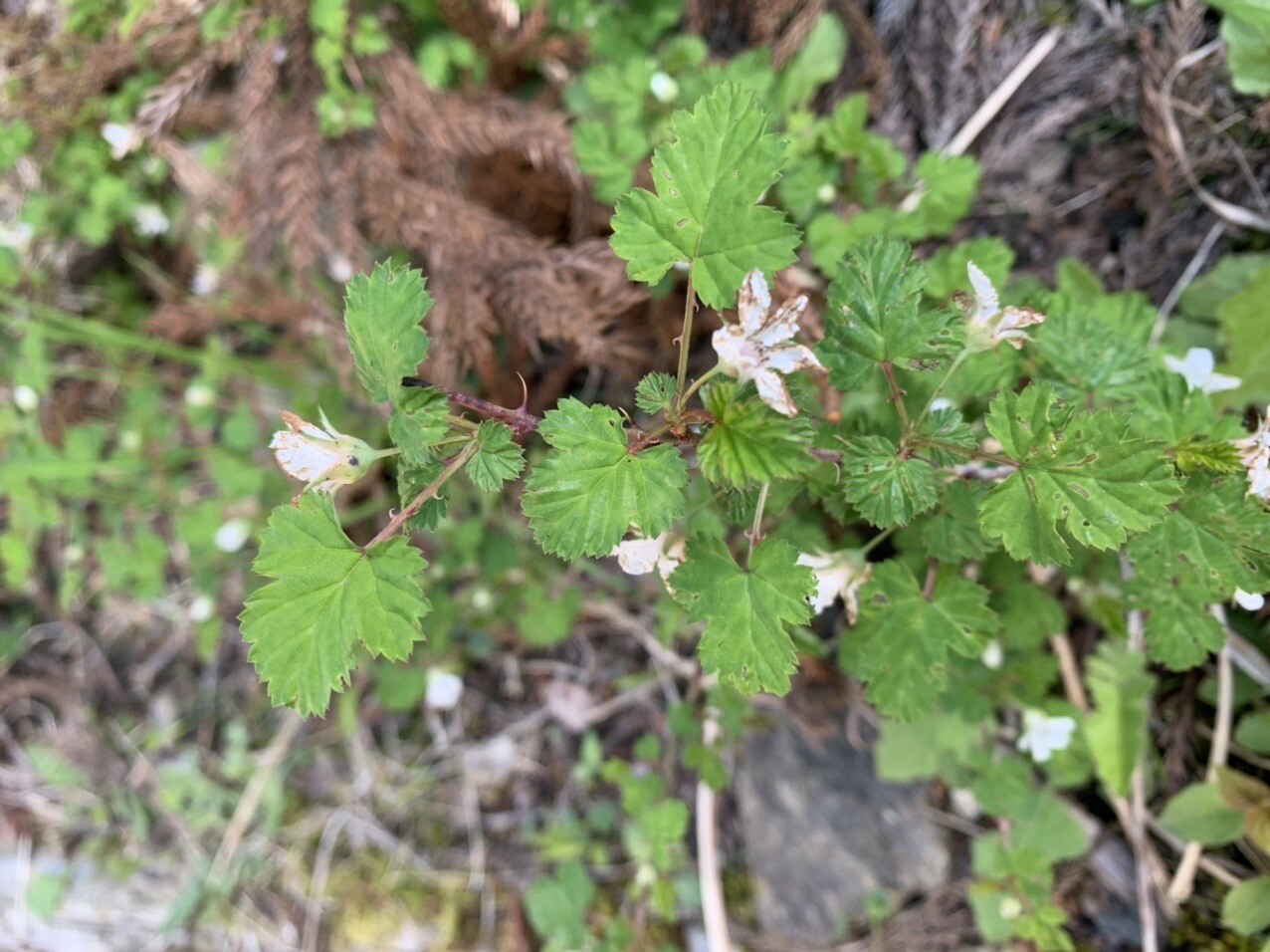 はじめまして国見山 Sikiさんの国見山の活動日記 Yamap ヤマップ