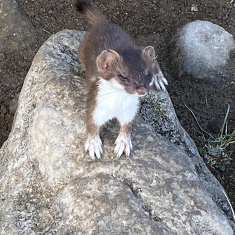 アベラのページ YAMAP / ヤマップ