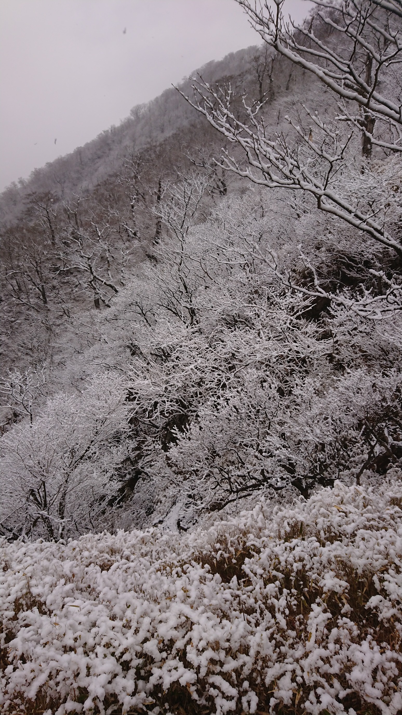 西丹沢 避難小屋めぐり 五人張源八さんの丹沢山の活動データ Yamap ヤマップ