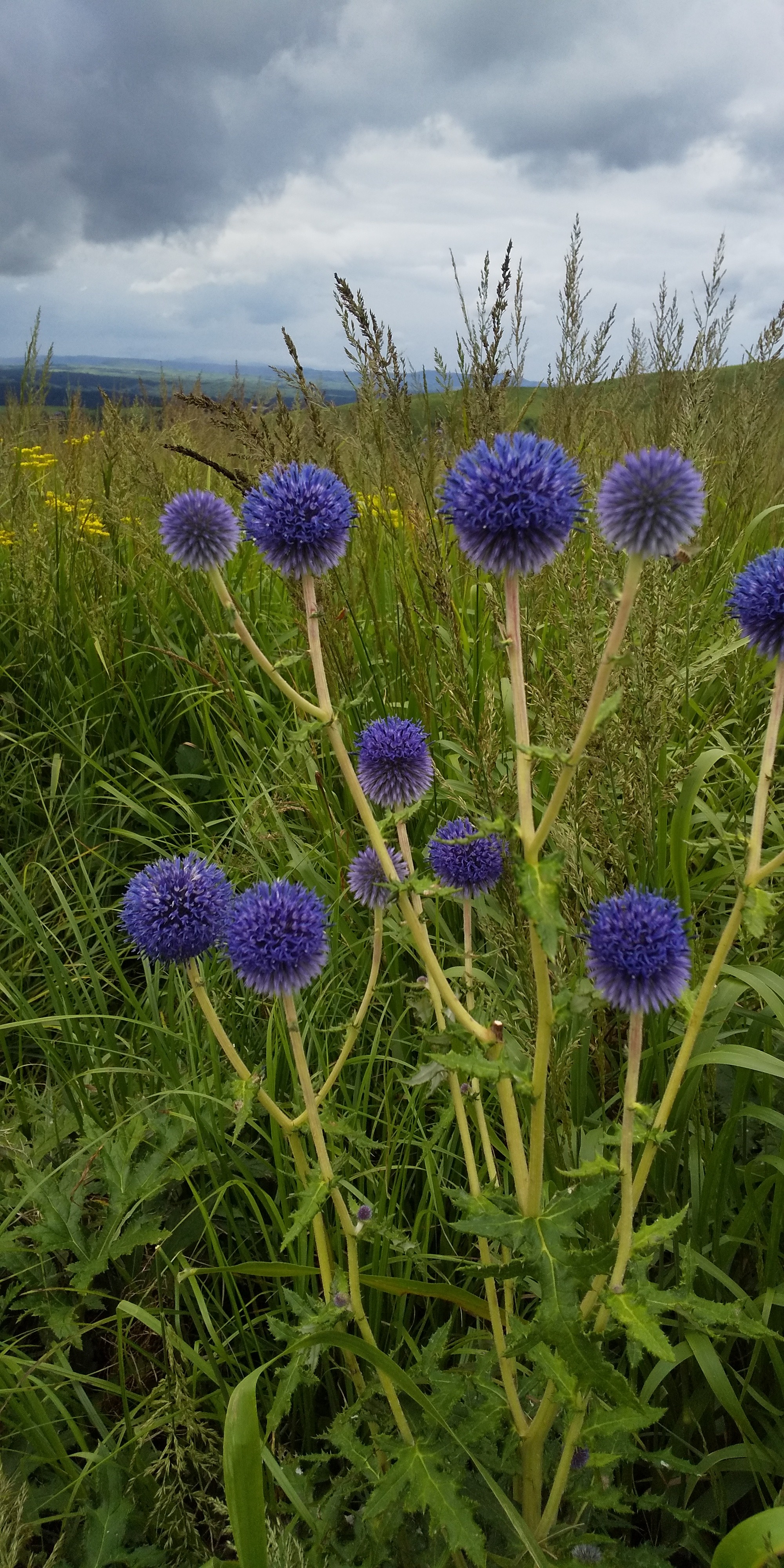 ヒゴタイ公園 08 28 Colaさんの九重山 久住山 大船山 星生山の活動データ Yamap ヤマップ
