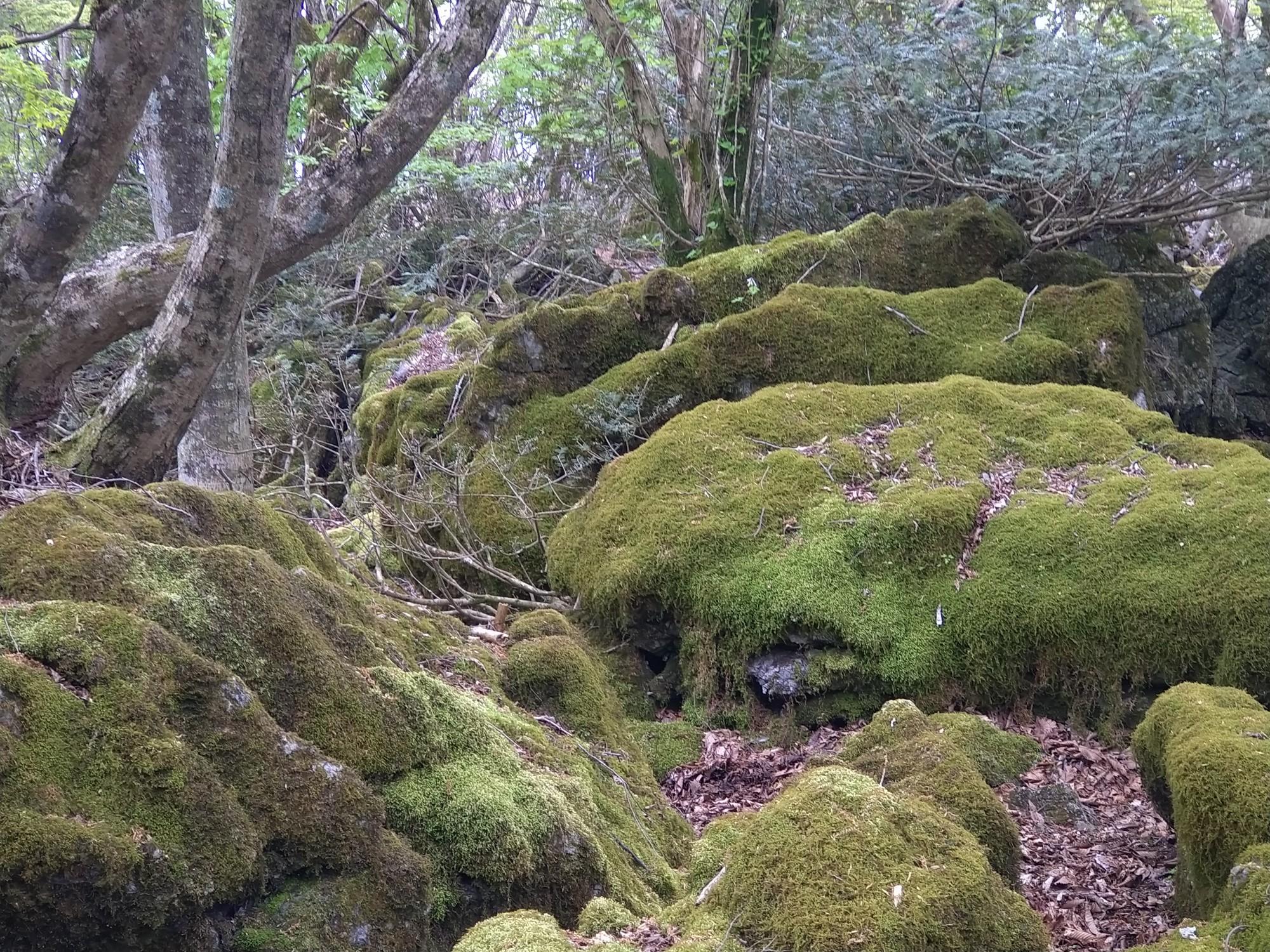 北山 / ヒロシさんの北山(岐阜県)の活動データ YAMAP / ヤマップ