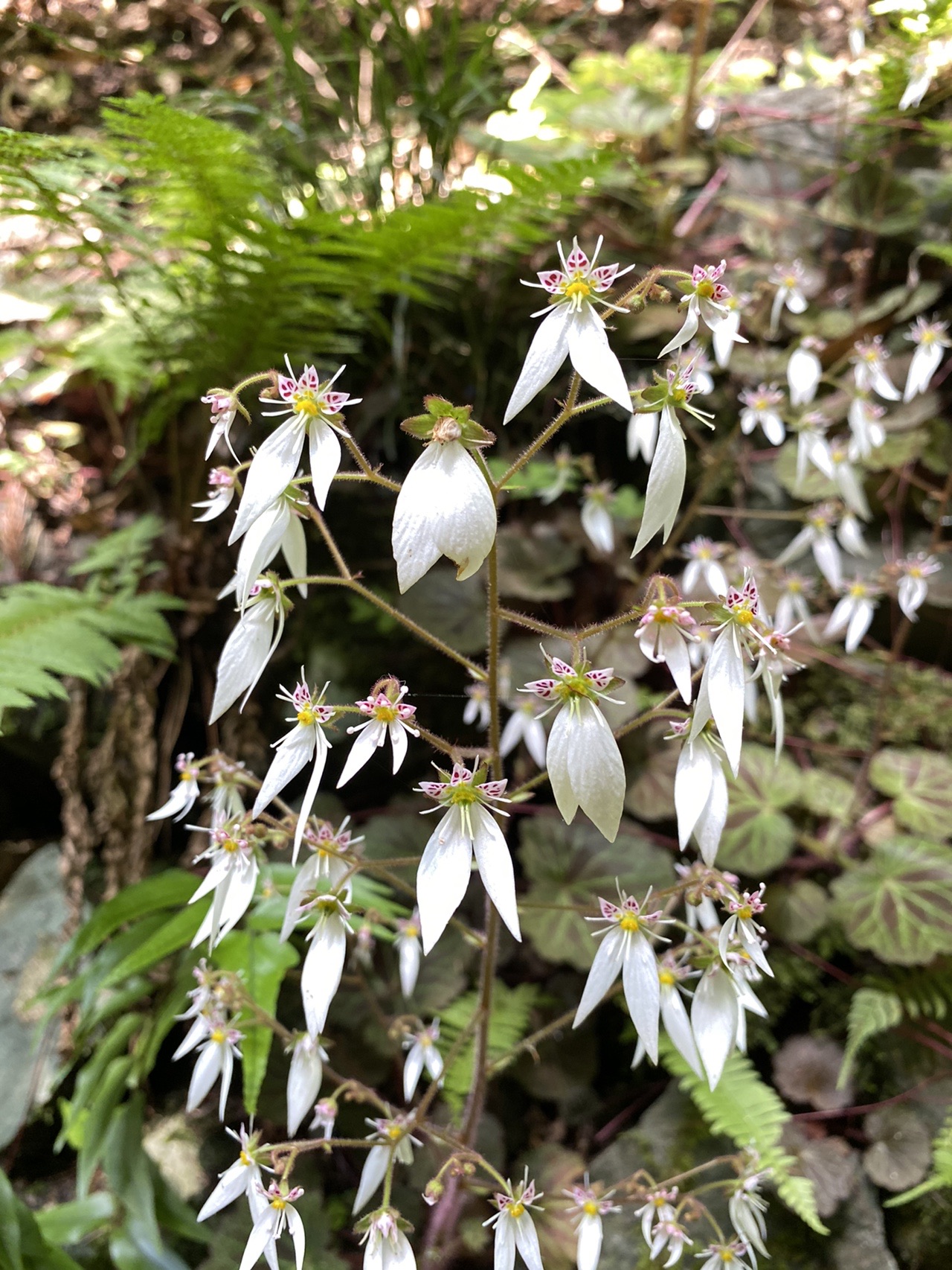 ユキノシタとセッコクを見に高尾山 さちこ さんの高尾山 陣馬山 景信山の活動データ Yamap ヤマップ