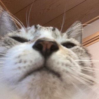みー