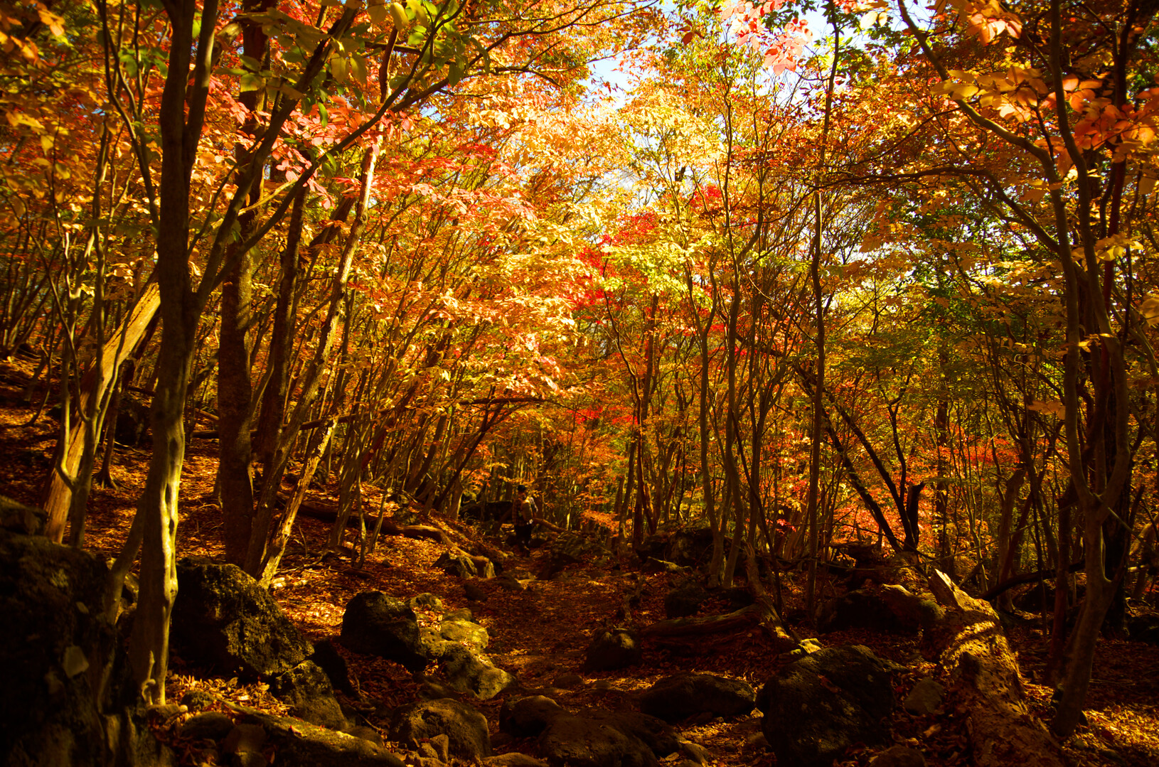 紅葉の由布岳 お鉢回り正面登山口ピストン Tartetatinさんの由布岳 鶴見岳の活動日記 Yamap ヤマップ