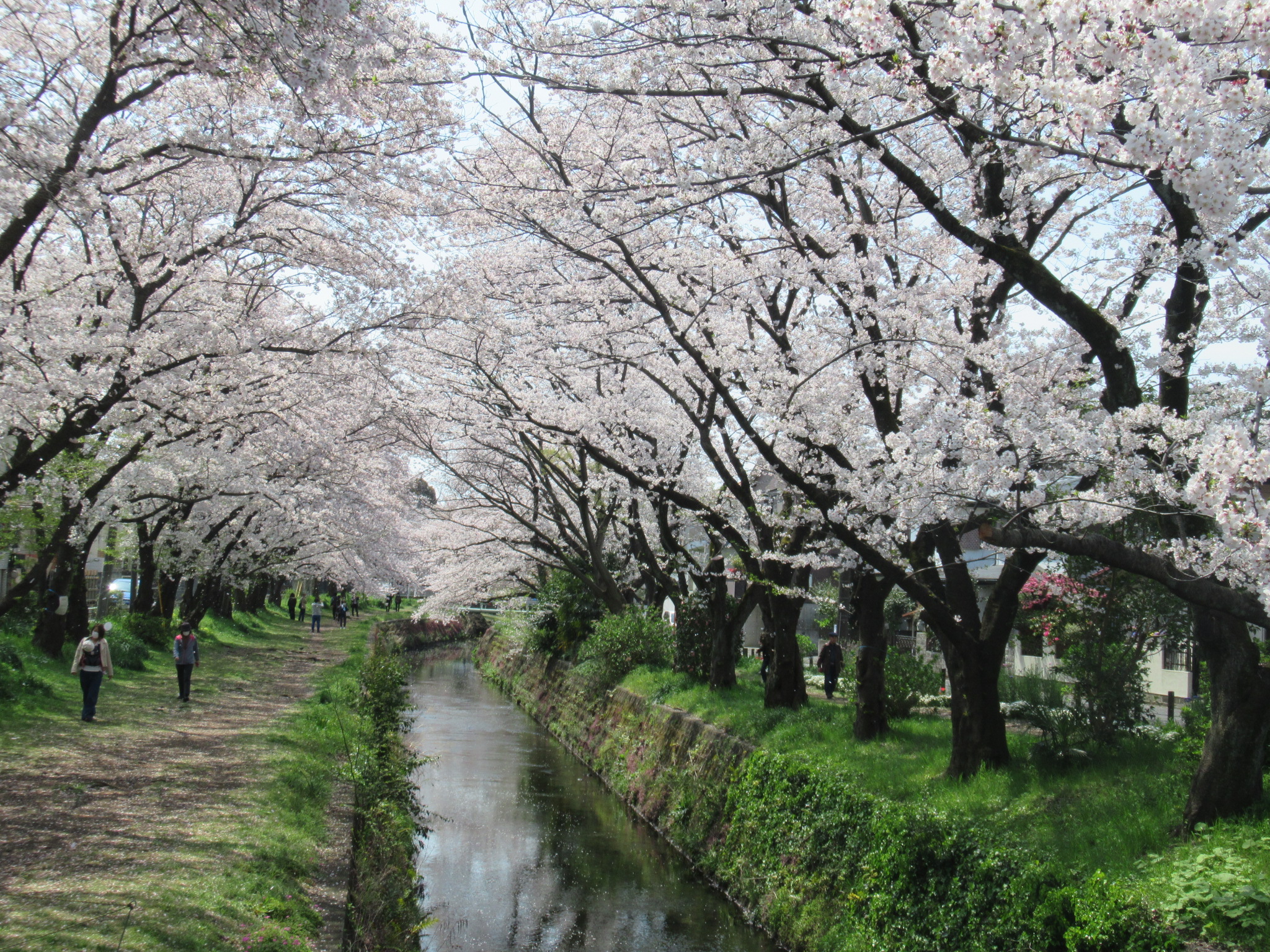 大和ゆとりの森 千本桜 遊びの森 自転車散歩 Ryuyuさんの厚木市の活動日記 Yamap ヤマップ
