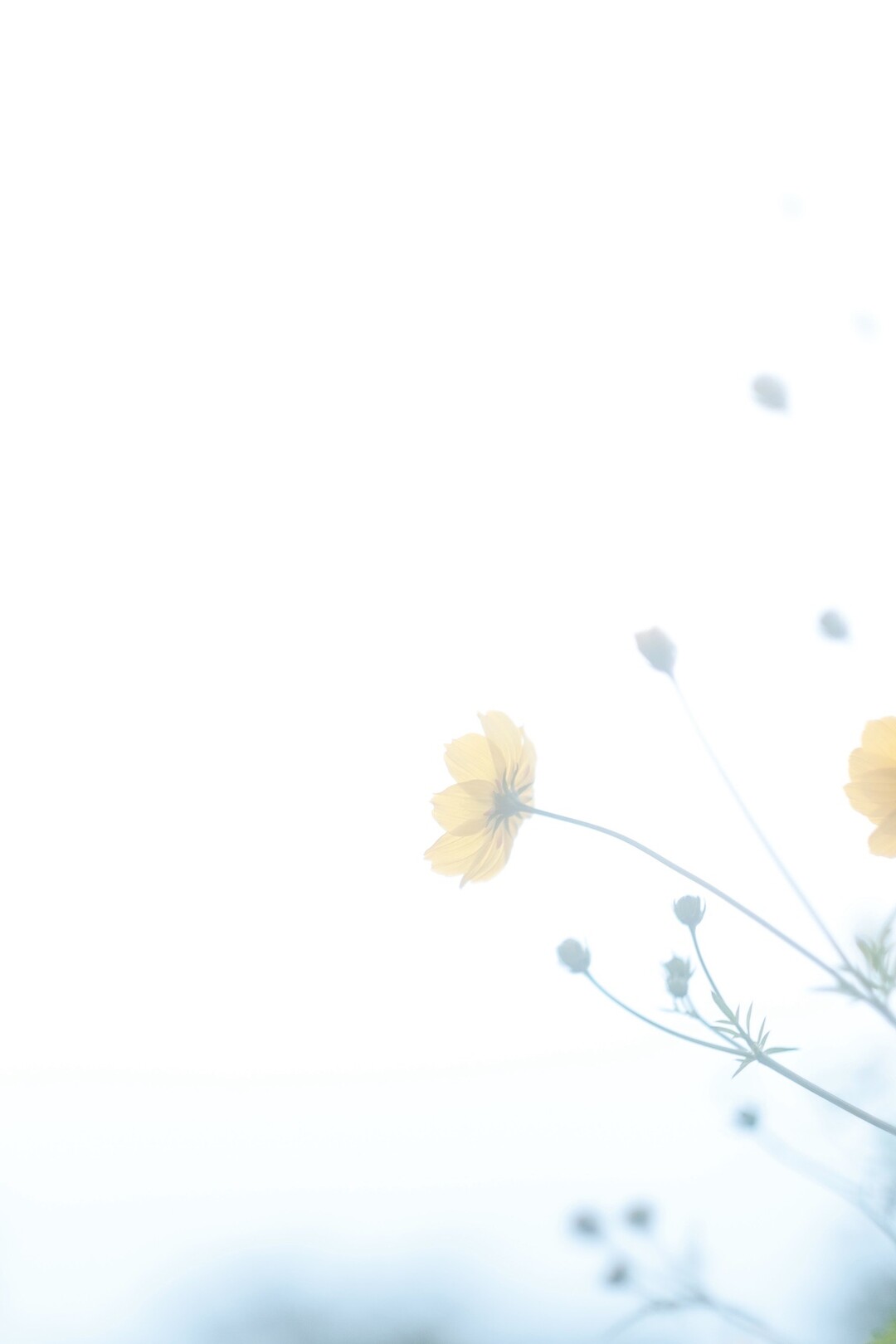 秋のエモいを求めて Okaさんの札幌市の活動日記 Yamap ヤマップ