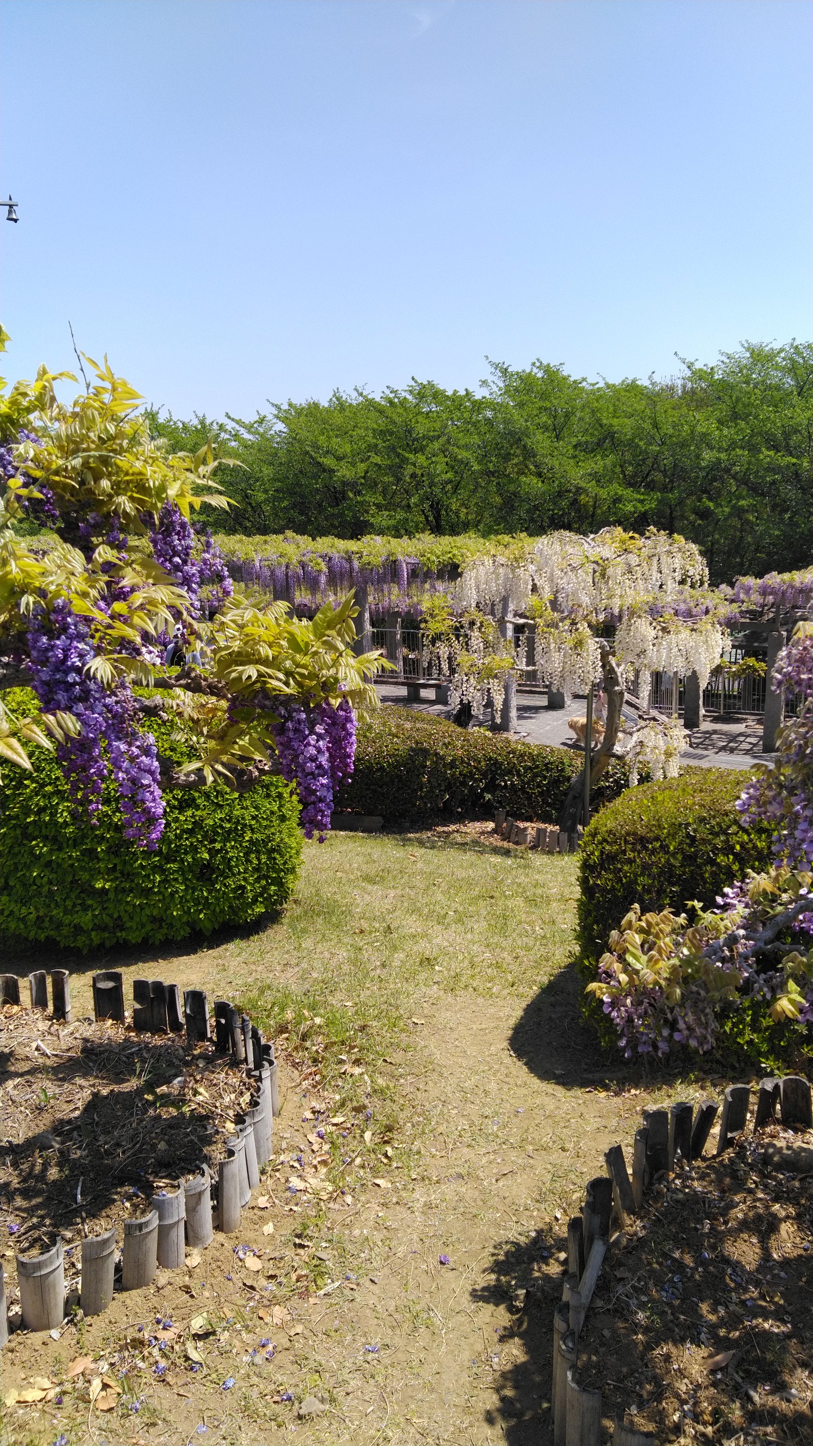 藤岡市のふじの咲く丘公園 藤の花 その他 Y Jjさんのモーメント Yamap ヤマップ